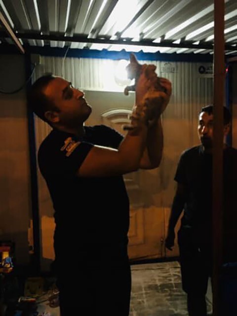 Kalbi duran yavru kediye yürek ısıtan kalp masajı