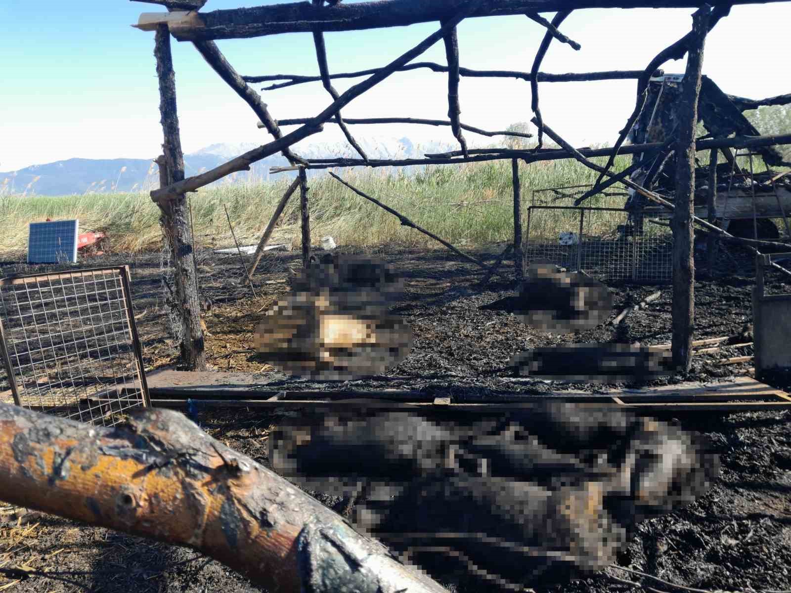 Senirkent’te besihanede çıkan yangında çok sayıda koyun telef oldu