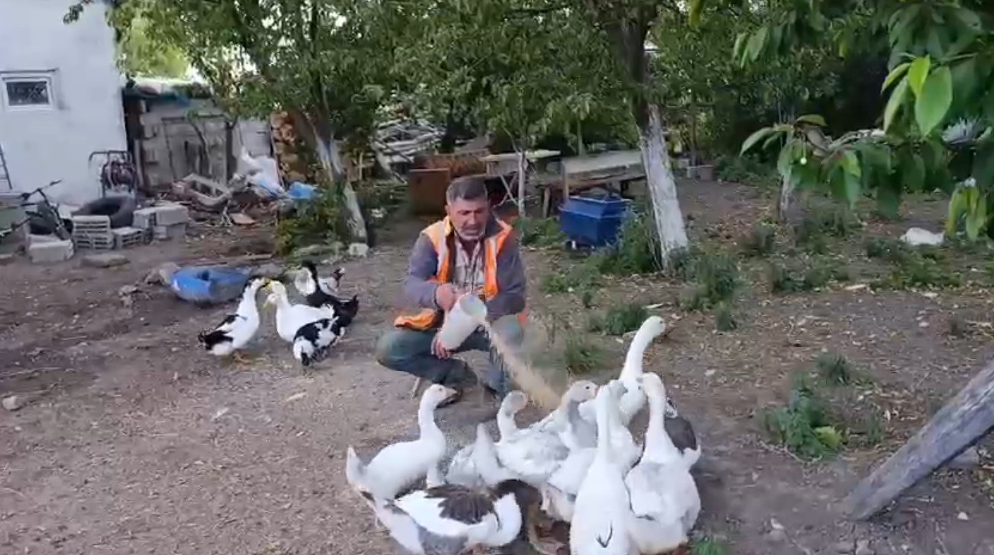 Akyaka’da bir vatandaş kazlarını özenle besliyor