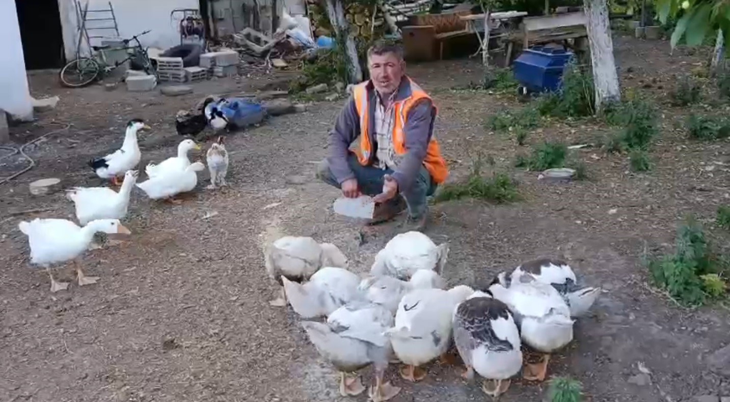 Akyaka&rsquo;da bir vatandaş kazlarını &ouml;zenle besliyor
