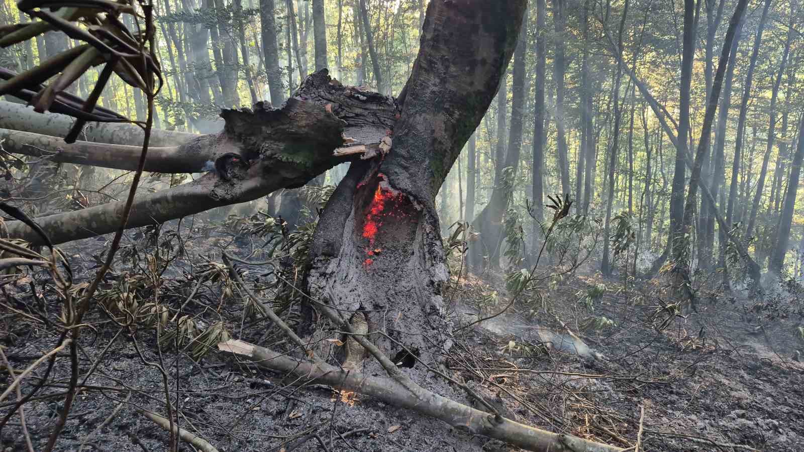 Kayın ve g&uuml;rgen ağa&ccedil;ları alevlere teslim oldu
