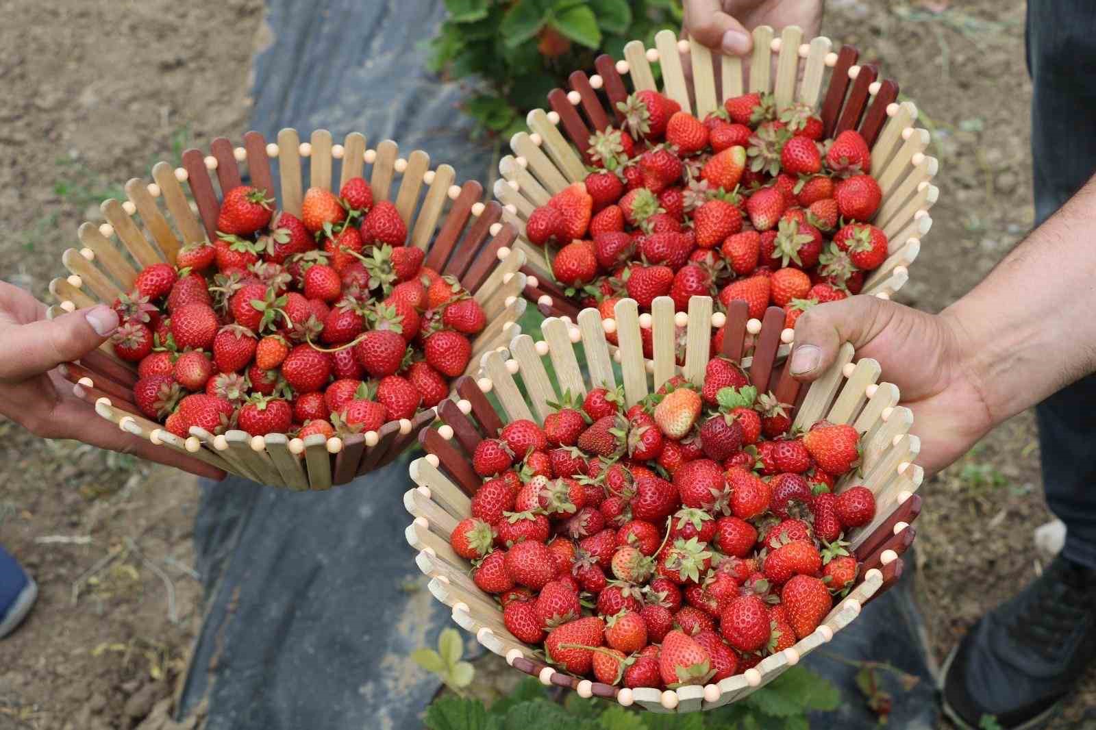 Ağrı tarımında yeni nefes: Çilek yetiştiriciliği büyüyor
