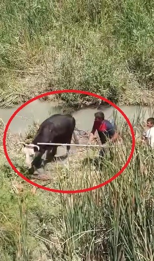 Bataklığa saplanan 3 b&uuml;y&uuml;kbaşı itfaiye kurtardı
