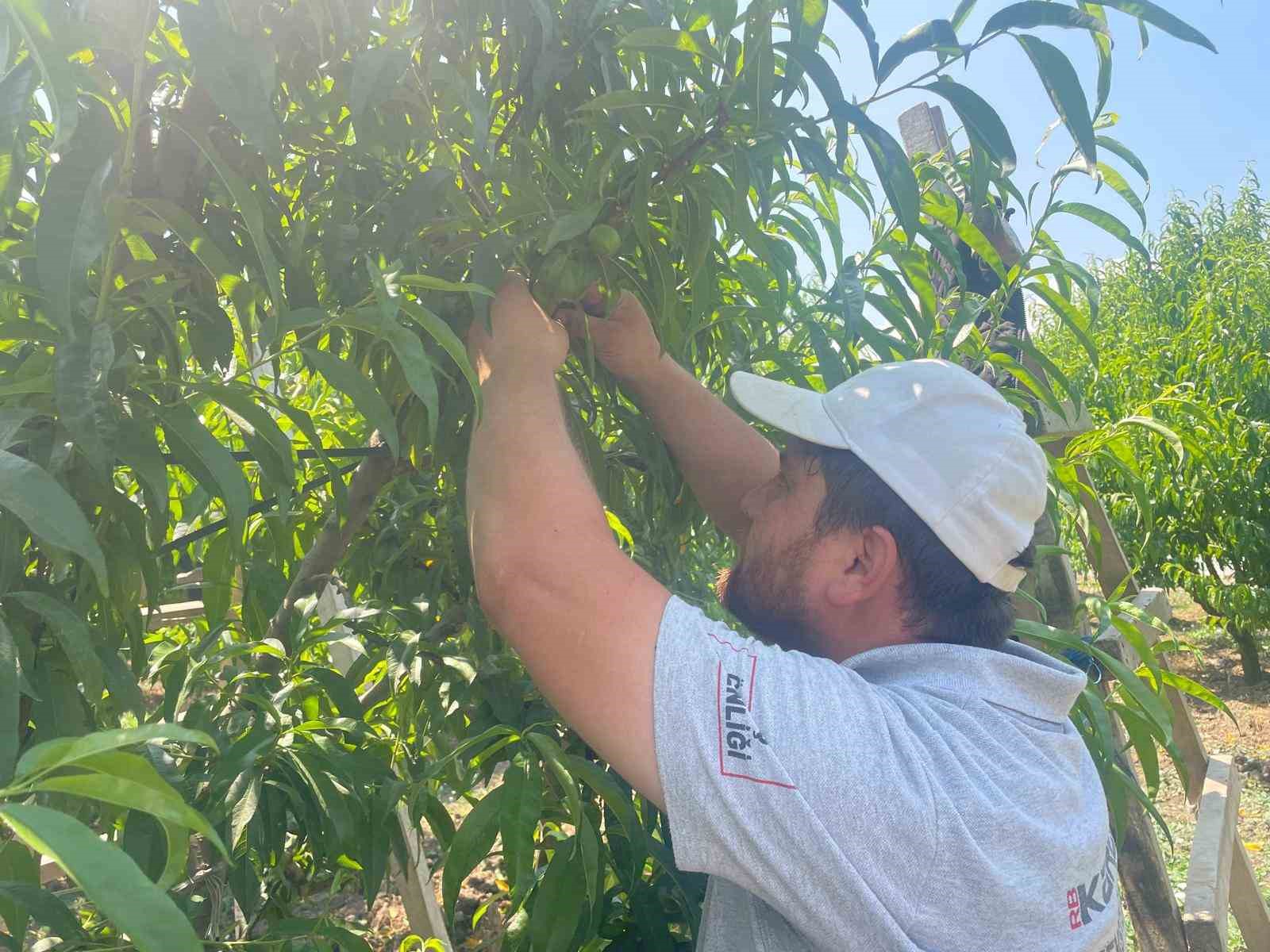 "Tek tek" günde 1200 lira kazanıyorlar