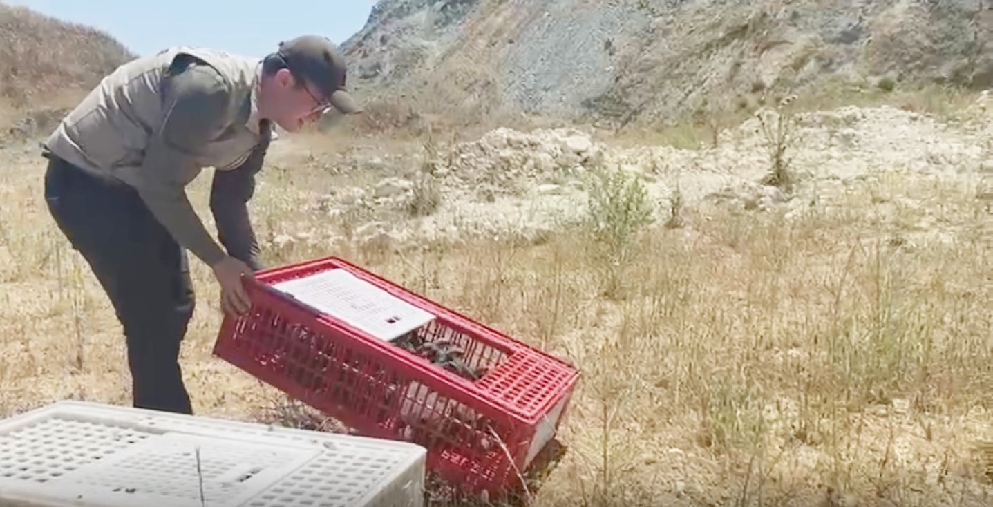 Bursa’da 100 keklik doğaya bırakıldı