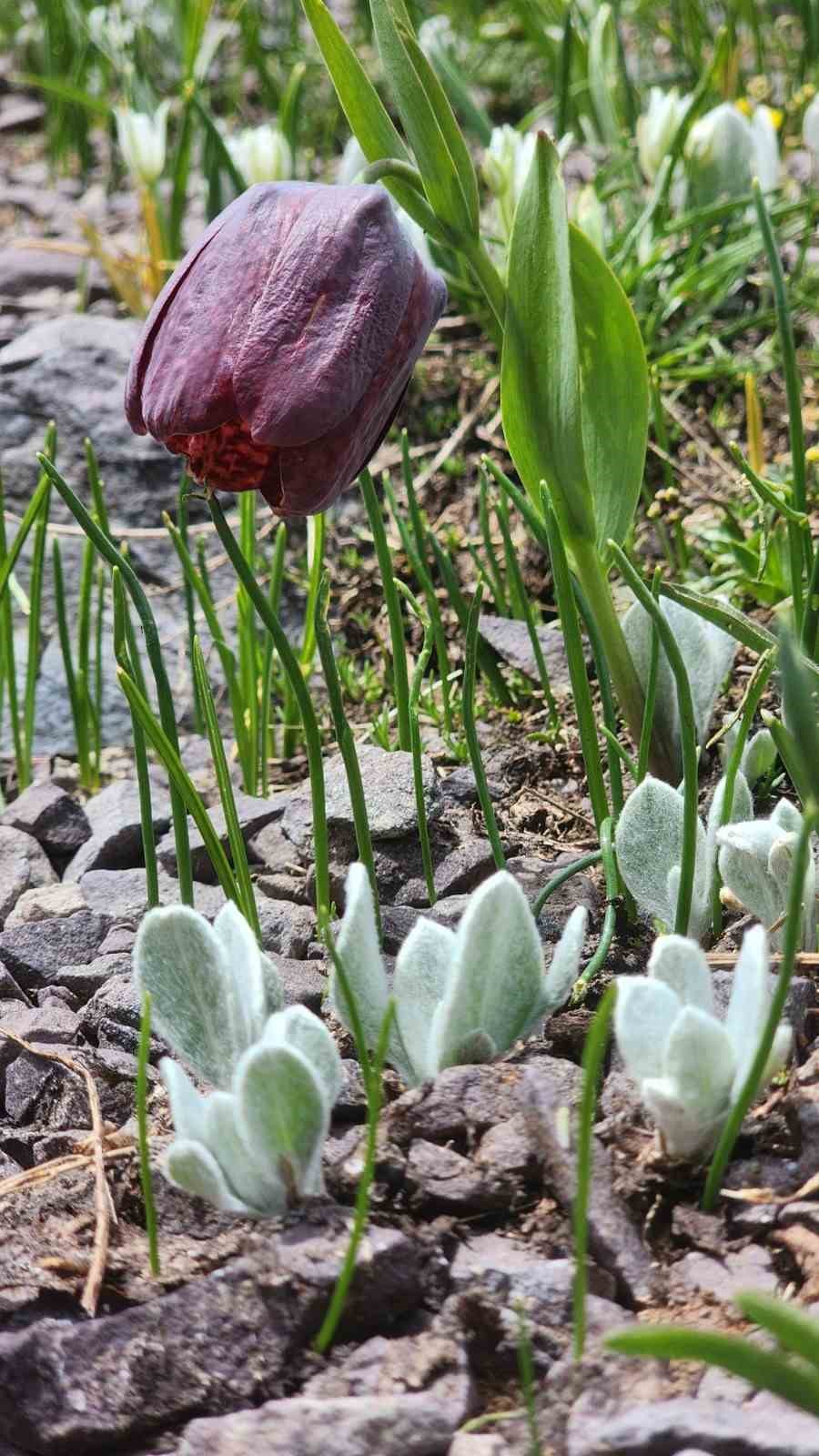 Erzurum’da buzulları aratmayan görüntüler
