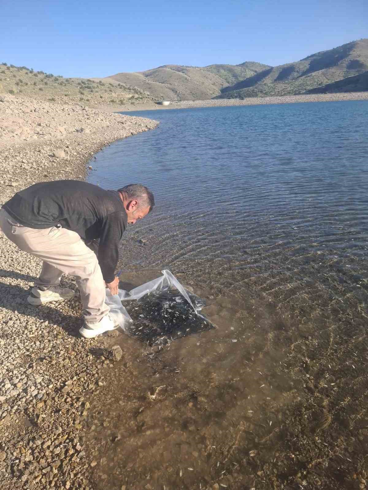 G&ouml;letlere 85 bin yavru sazan balığı bırakıldı
