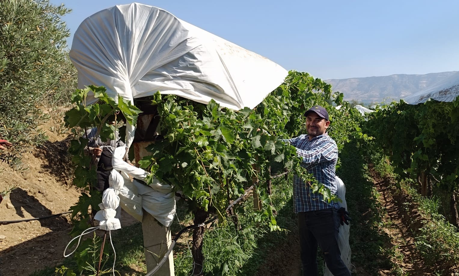 Sarıgöl’de örtü ekipleri işleri sıraya koydu