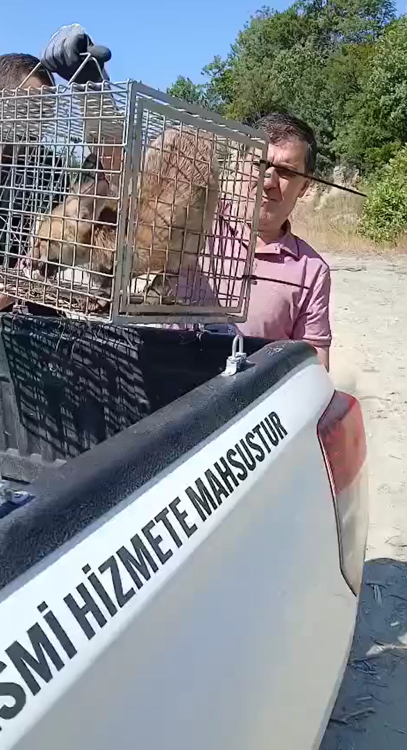 Yalova&rsquo;da şehre inen tilki yakalanarak doğaya bırakıldı
