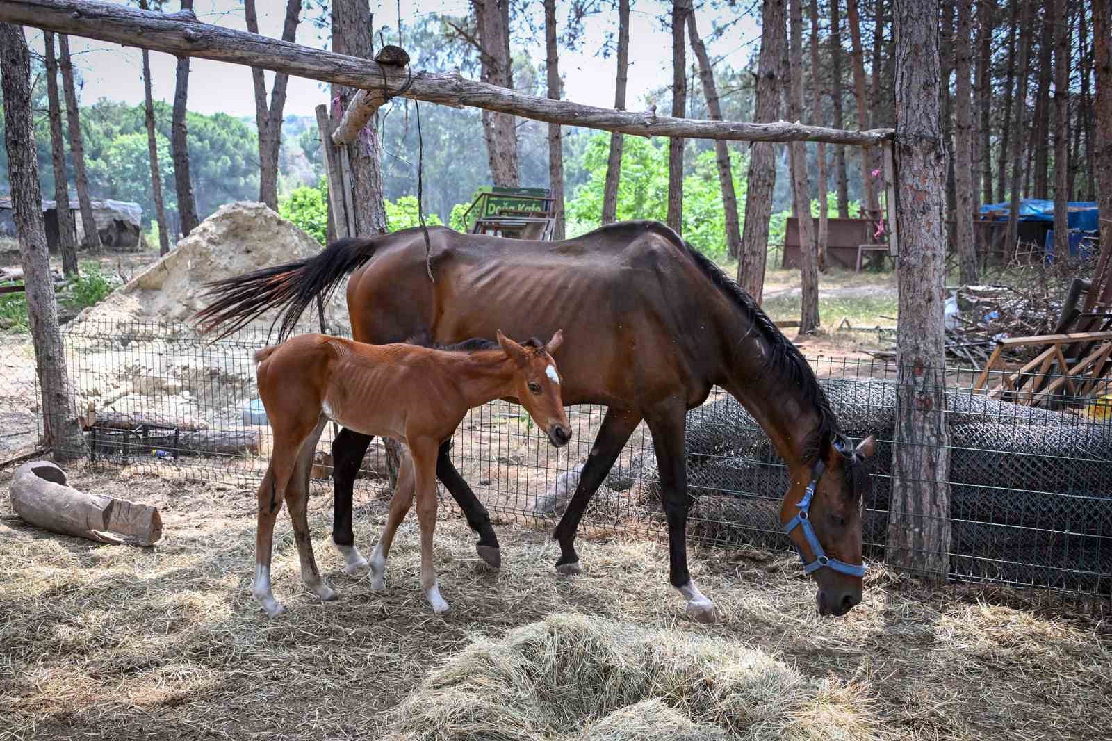 Tarsus Doğa Parkı&rsquo;nda yavru sevinci

