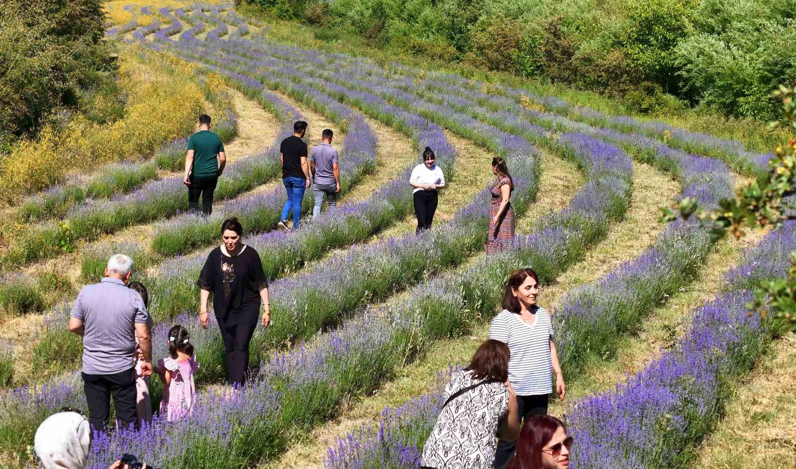 Emekli öğretmenin kurduğu lavanta bahçesi dünyanın dört bir yanından misafirlerini ağırlıyor