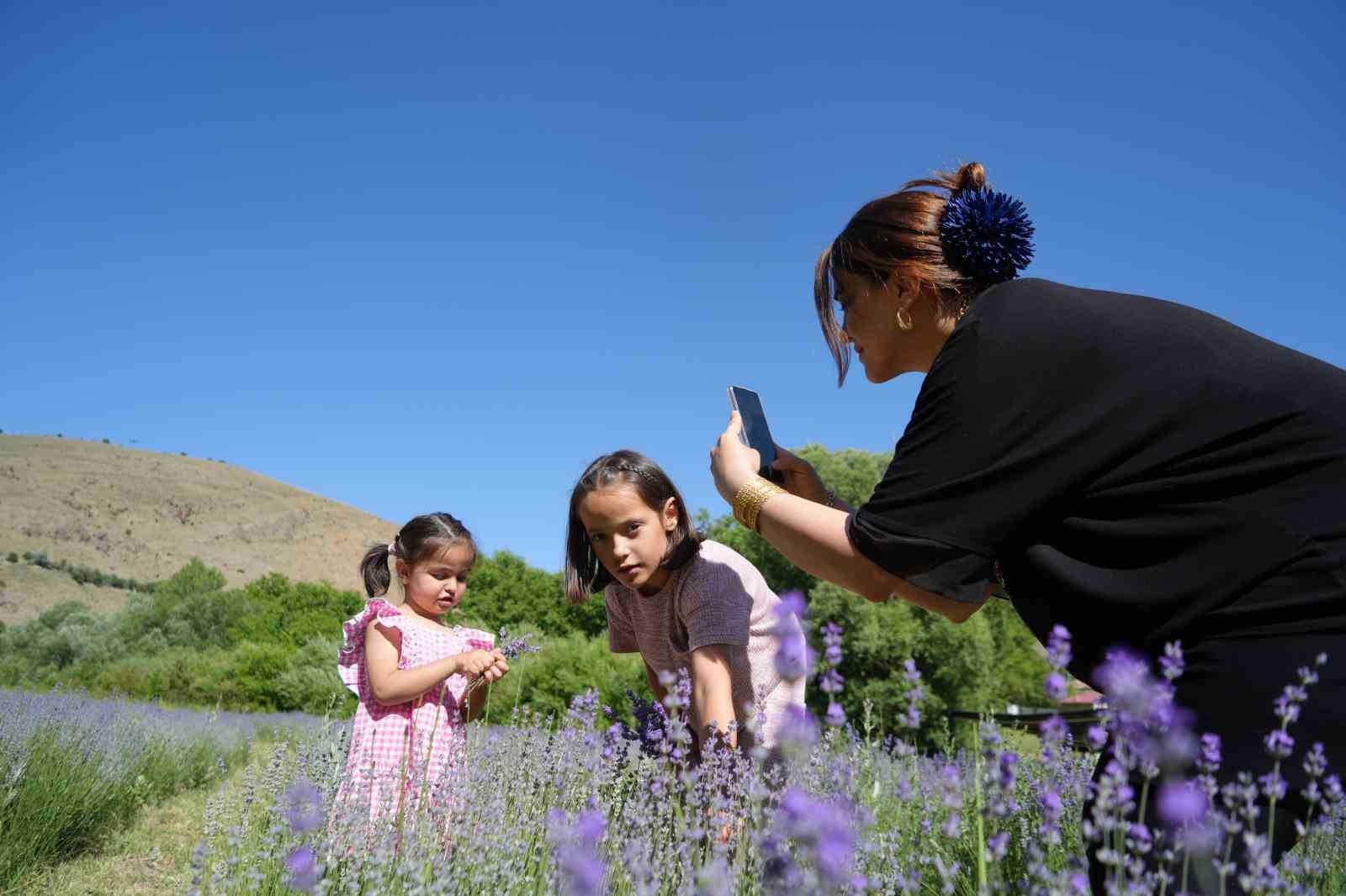 Emekli &ouml;ğretmenin kurduğu lavanta bah&ccedil;esi d&uuml;nyanın d&ouml;rt bir yanından misafirlerini ağırlıyor
