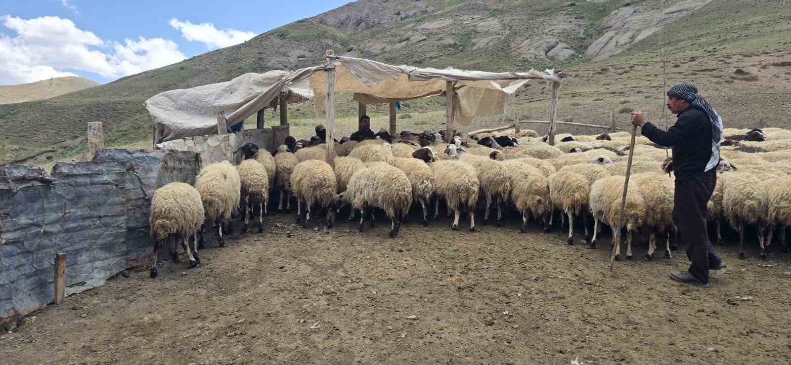 Kiraladıkları yaylada hayvancılık yaparak geçimlerini sağlıyorlar