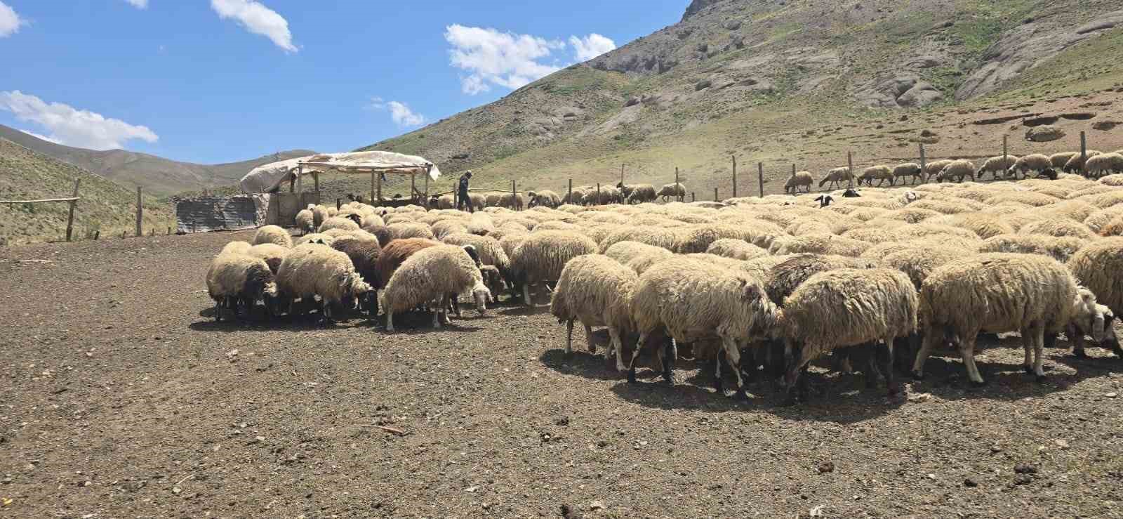 Kiraladıkları yaylada hayvancılık yaparak ge&ccedil;imlerini sağlıyorlar
