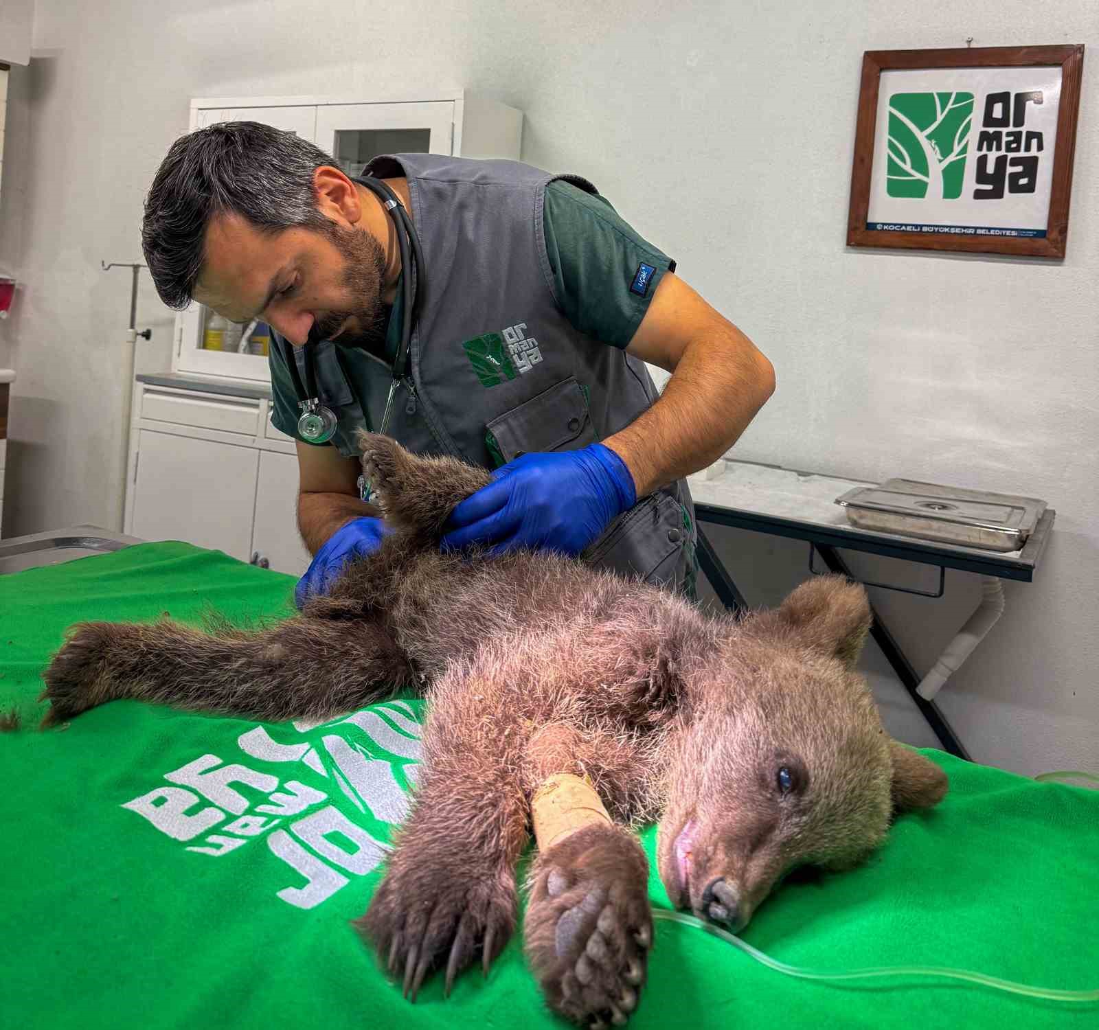 İç kanama geçiren yavru ayı tedavi altına alındı