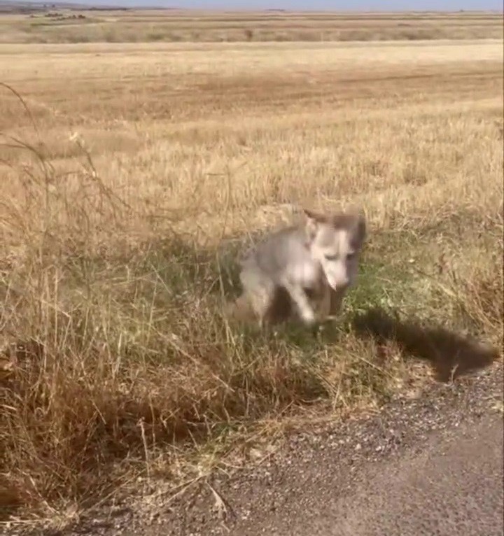 Diyarbakır’da melez kurdu evcil köpek çağırır gibi çağırdılar
