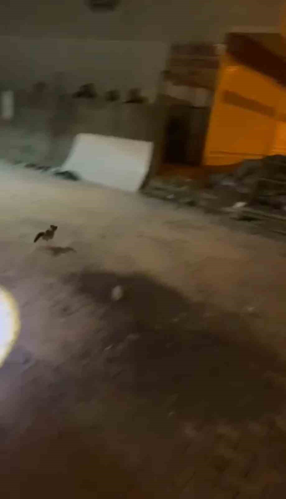 Minibüsün motoruna sıkışan kedi itfaiye ekiplerince kurtarıldı