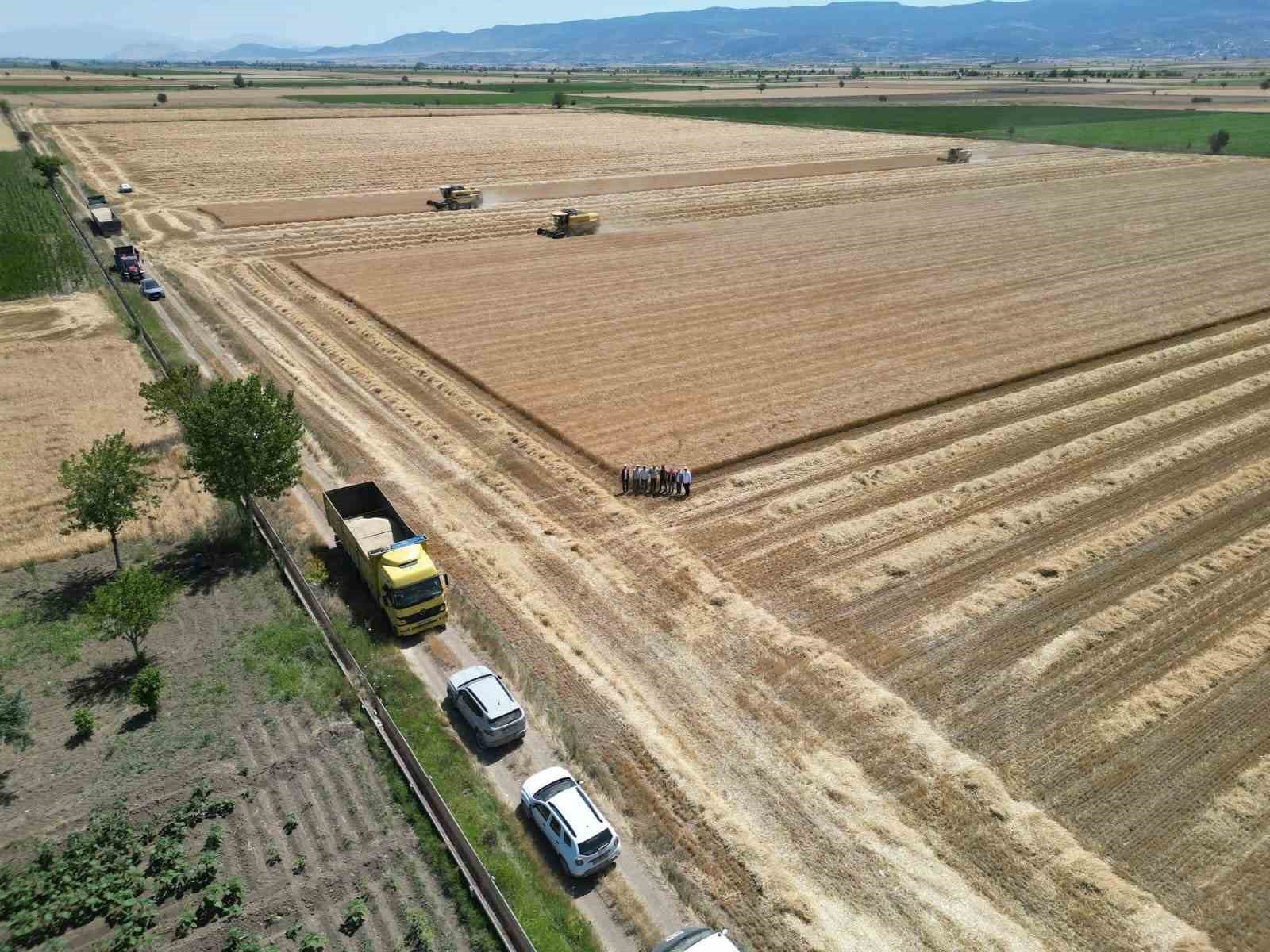 Denizli’de sarı altın hasadı havadan görüntülendi