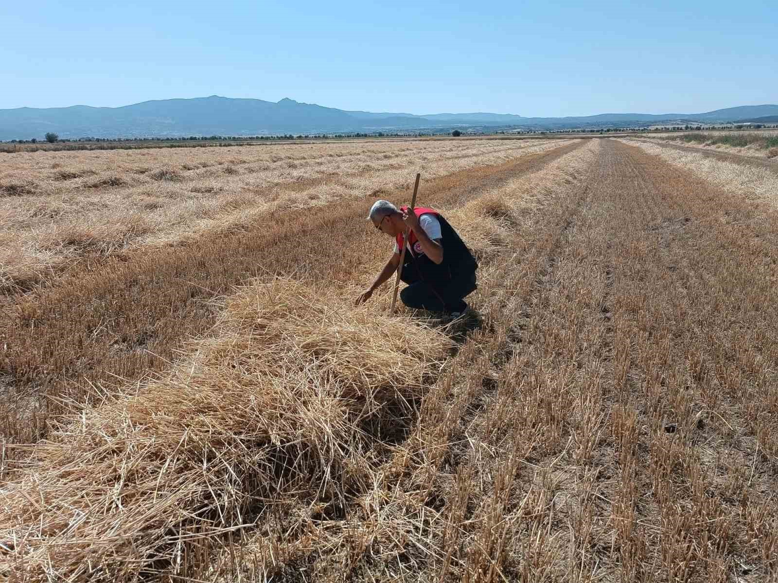 Denizli&rsquo;de sarı altın hasadı havadan g&ouml;r&uuml;nt&uuml;lendi
