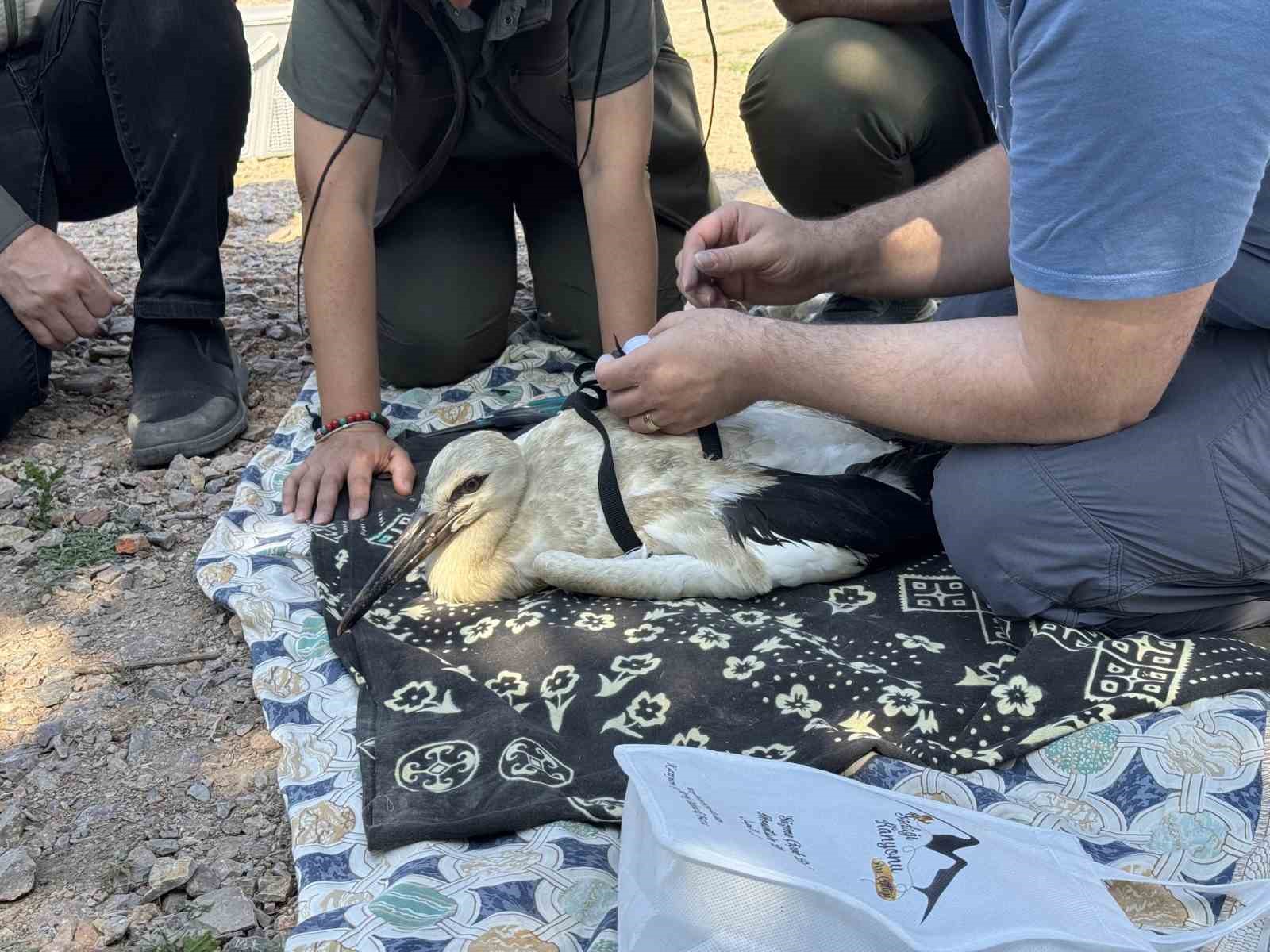 Yaren Leylek’in yavruları halkalandı: Yavruların göç yolculukları takip altında