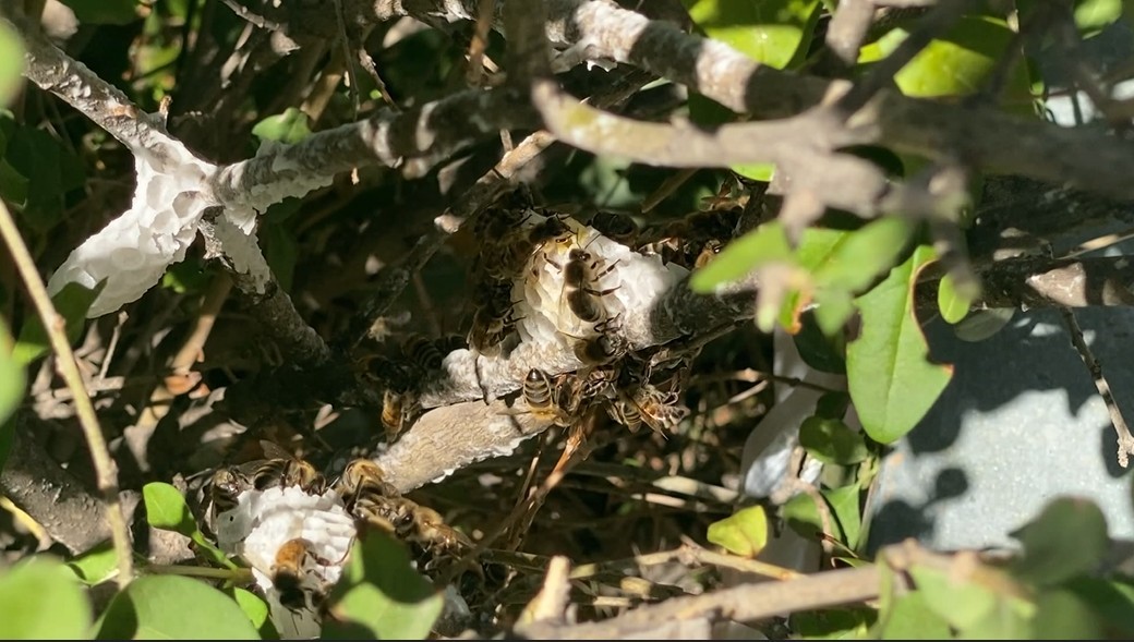 Ankara’da oğul arı alarmı: Sessizce yerleştiler, profesyonel müdahaleyle taşındılar