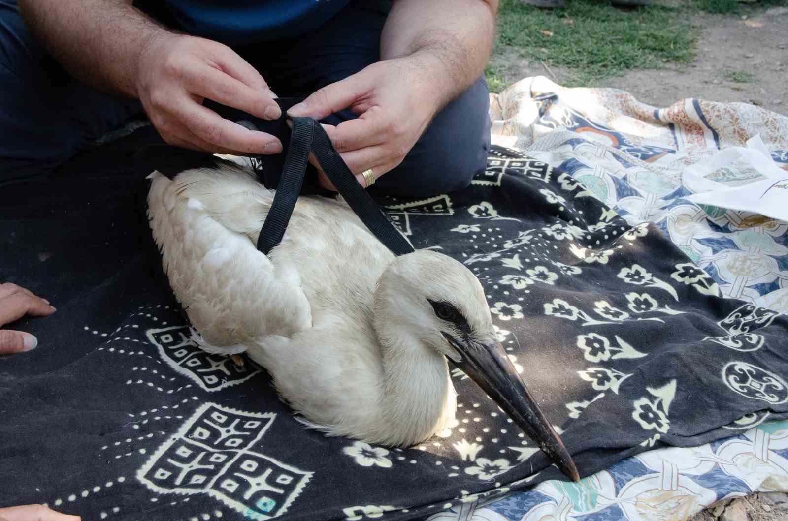 Yaren&rsquo;in yavruları, uydudan takip edilecek
