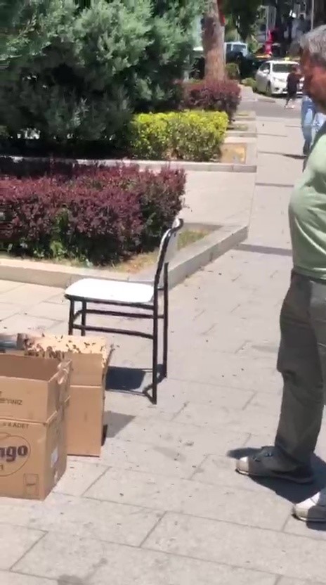 Valilik binası çevresinde süs ağacına kümelenen arılar tedirgin etti