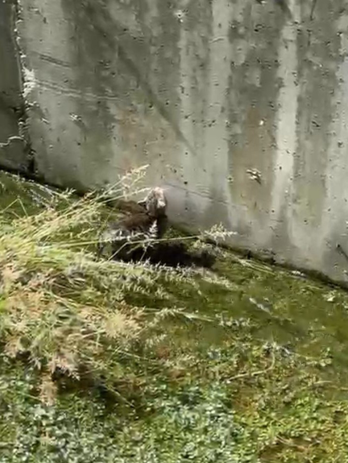 Su kanalda mahsur kalan yavru kedinin yardımına polis yetişti