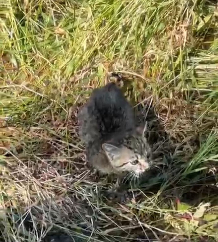 Su kanalda mahsur kalan yavru kedinin yardımına polis yetişti