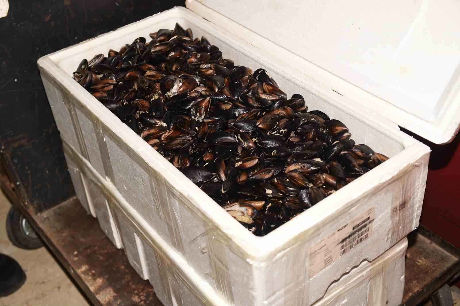 Kastamonu’da 45 kilogram sağlıksız midye ele geçirildi