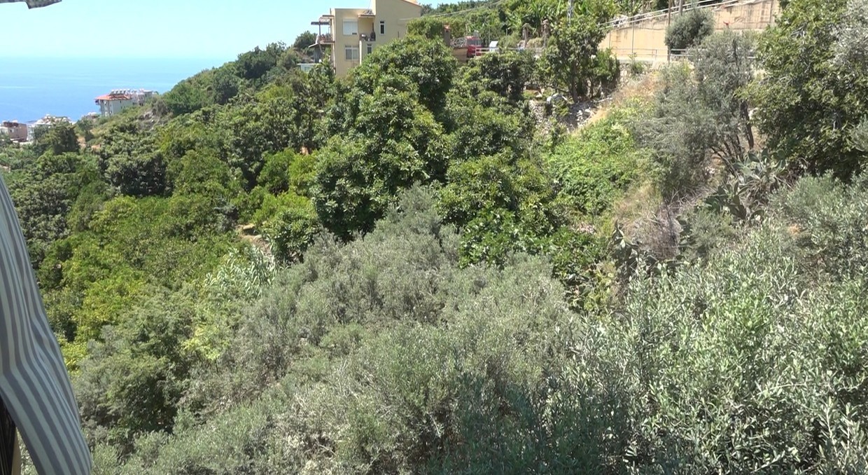 Alanya’da apartmana giren yılana kafa tutan sokak kedisi evin bekçisi oldu