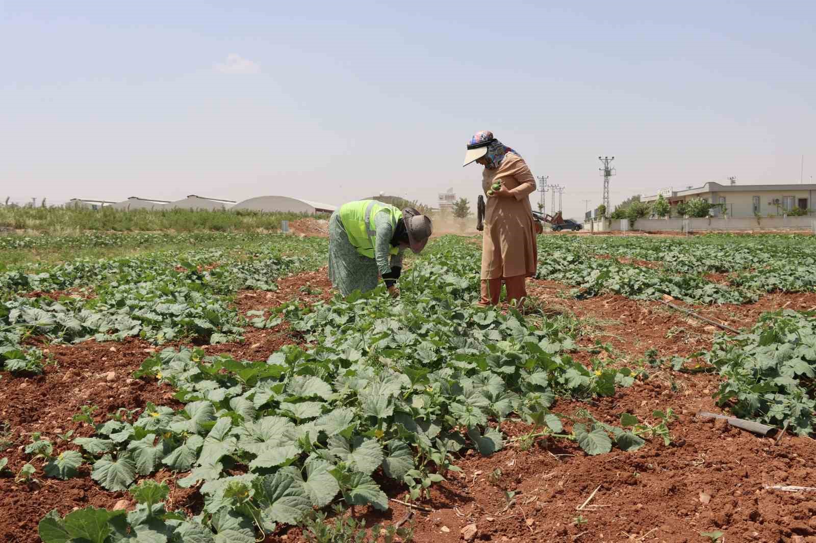 Şanlıurfa’da ata tohumu hasadı gerçekleştirildi