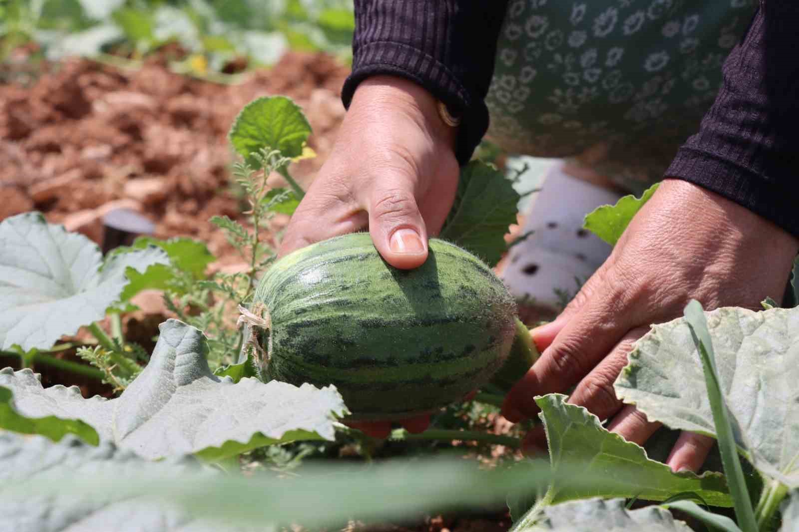 Şanlıurfa&rsquo;da ata tohumu hasadı ger&ccedil;ekleştirildi
