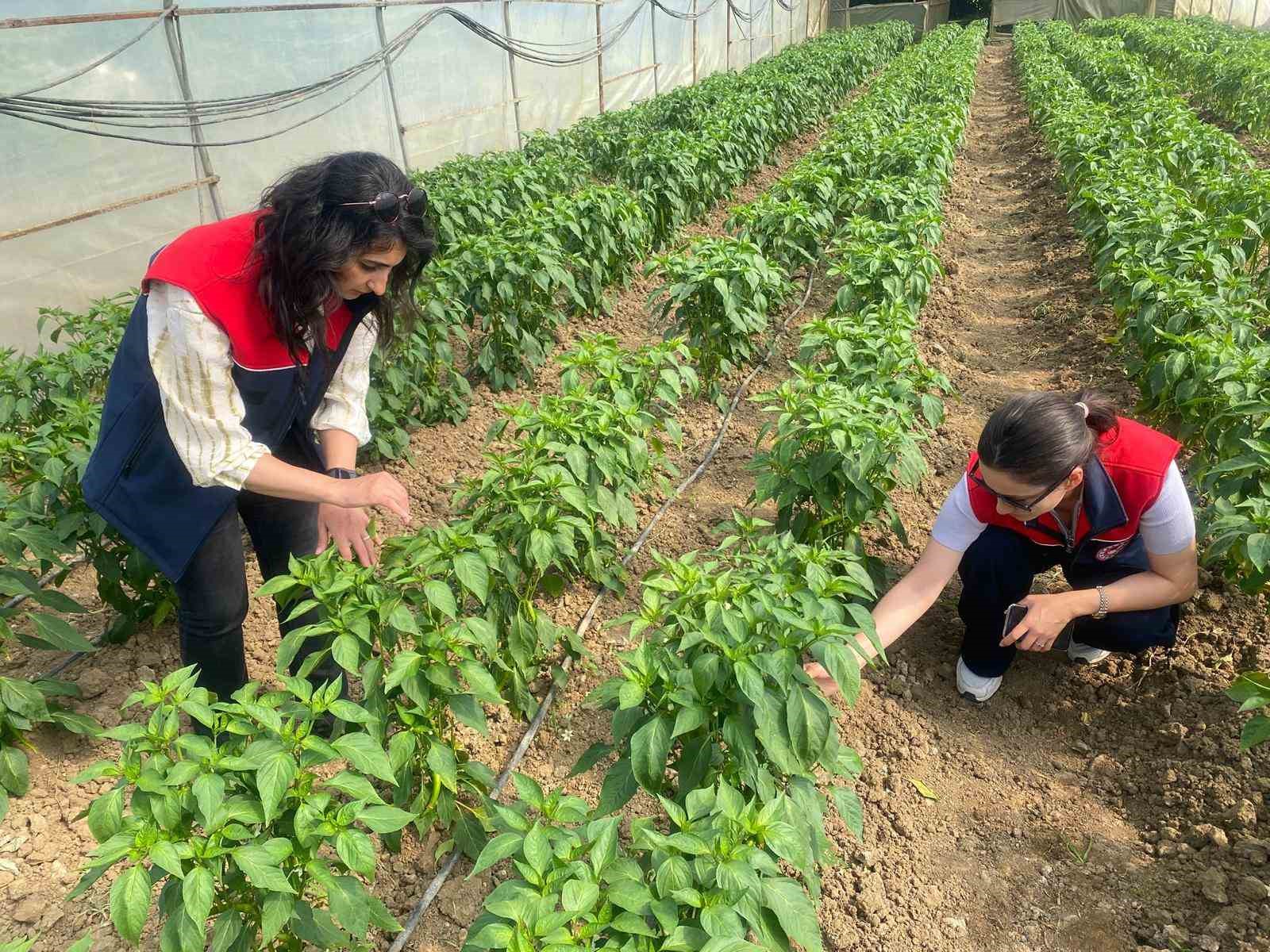 Düzce’de sebze üretimine destek