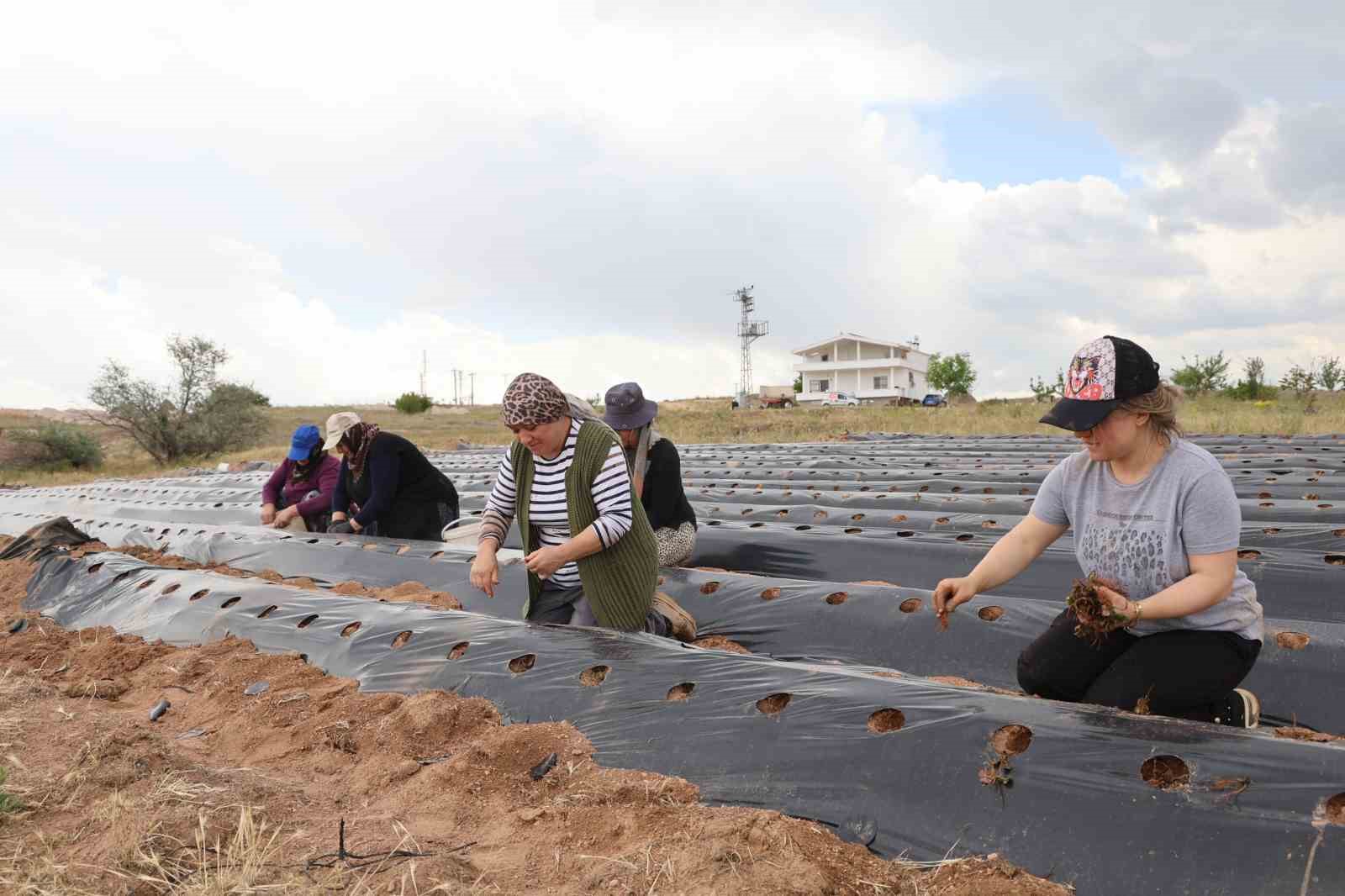 6 fideyle başladı, 60 bin fideye ulaştı