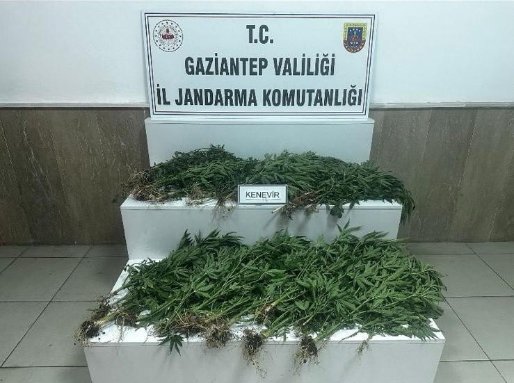 Gaziantep’te 403 kök kenevir ele geçirildi: 14 gözaltı