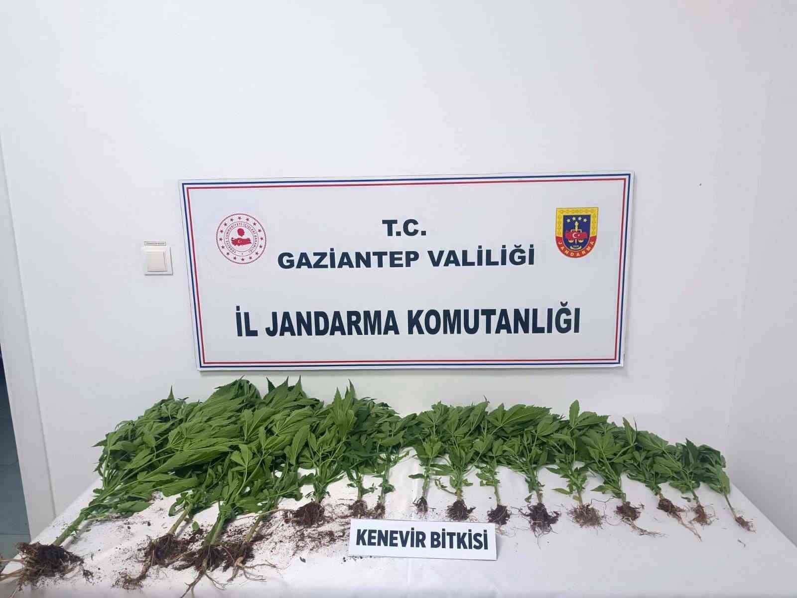 Gaziantep’te 403 kök kenevir ele geçirildi: 14 gözaltı

