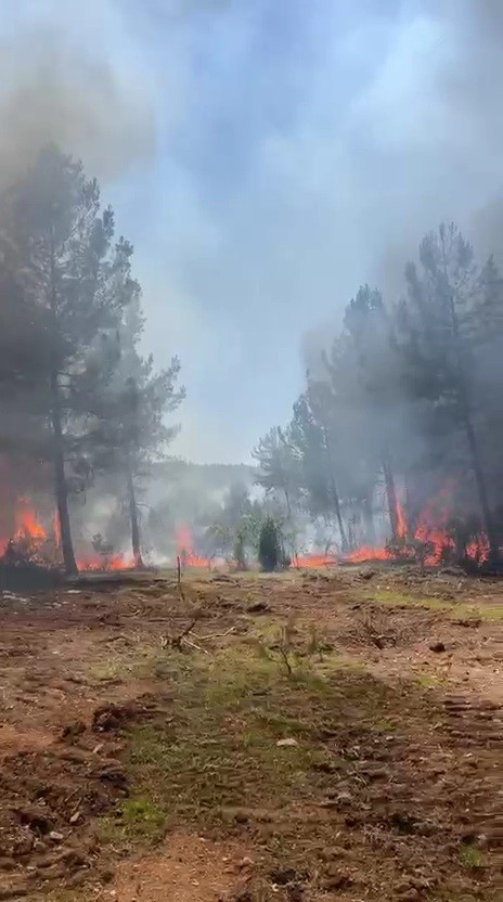Karab&uuml;k&rsquo;te ormanlık alanda &ccedil;ıkan &ouml;rt&uuml; yangını kontrol altına alındı
