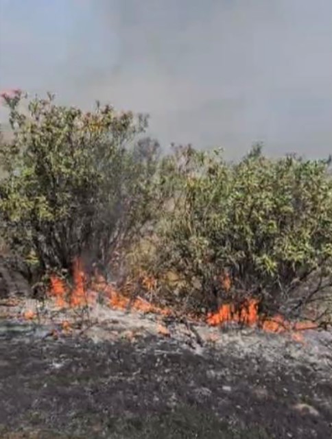Osmaniye&rsquo;de &ccedil;alılık alanda &ccedil;ıkan yangın s&ouml;nd&uuml;r&uuml;ld&uuml;
