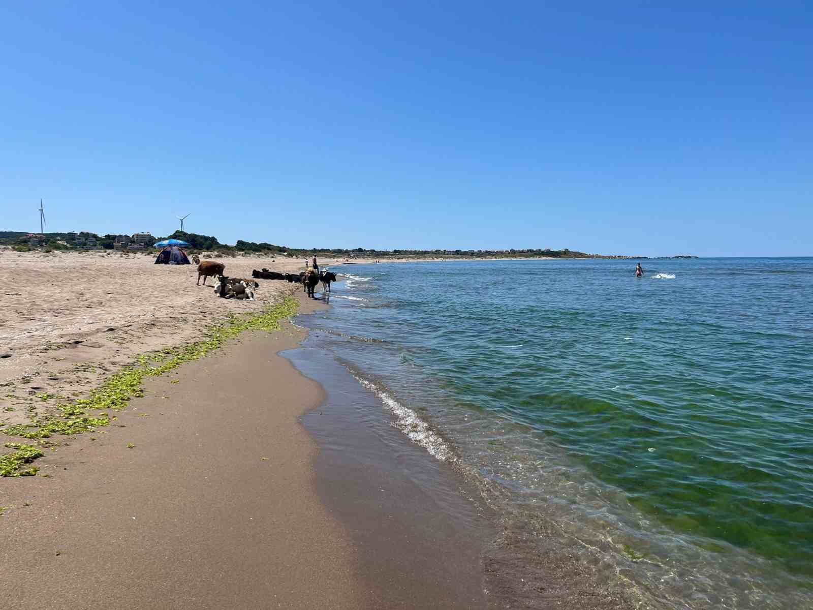 Kocaeli sahillerinde ineklerin deniz keyfi