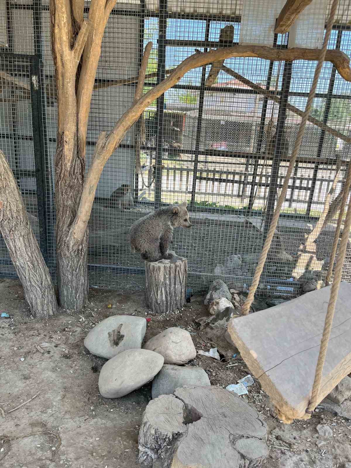 Erzurum&rsquo;da yaralı bulunan yavru boz ayı, Sakarya&rsquo;da doğal yaşamına hazırlanıyor
