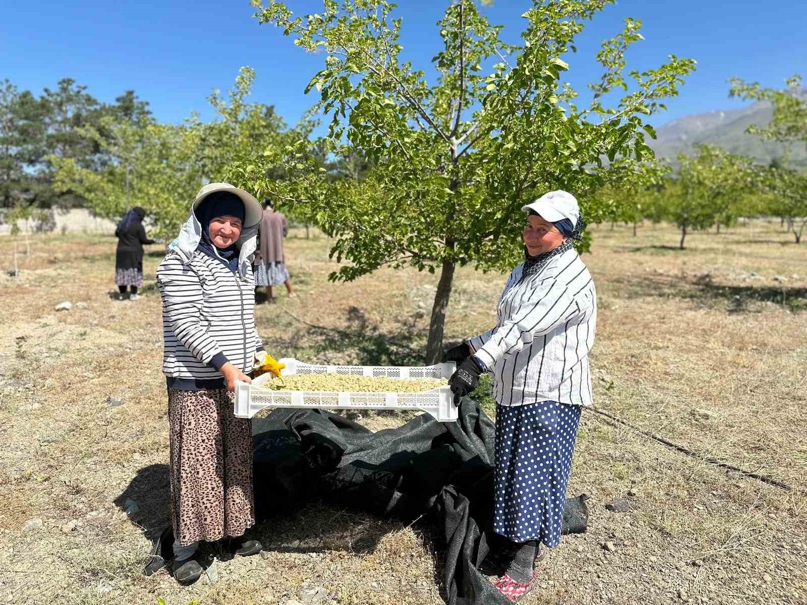 Erzincan’da dut hasadına başlandı