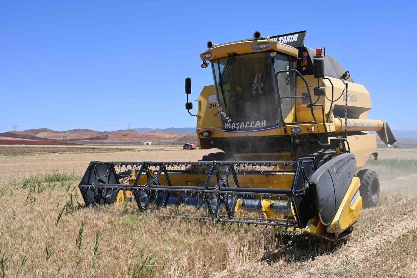 Güneşin altında hasat: Buğday tarlalarında zorlu mesai başladı