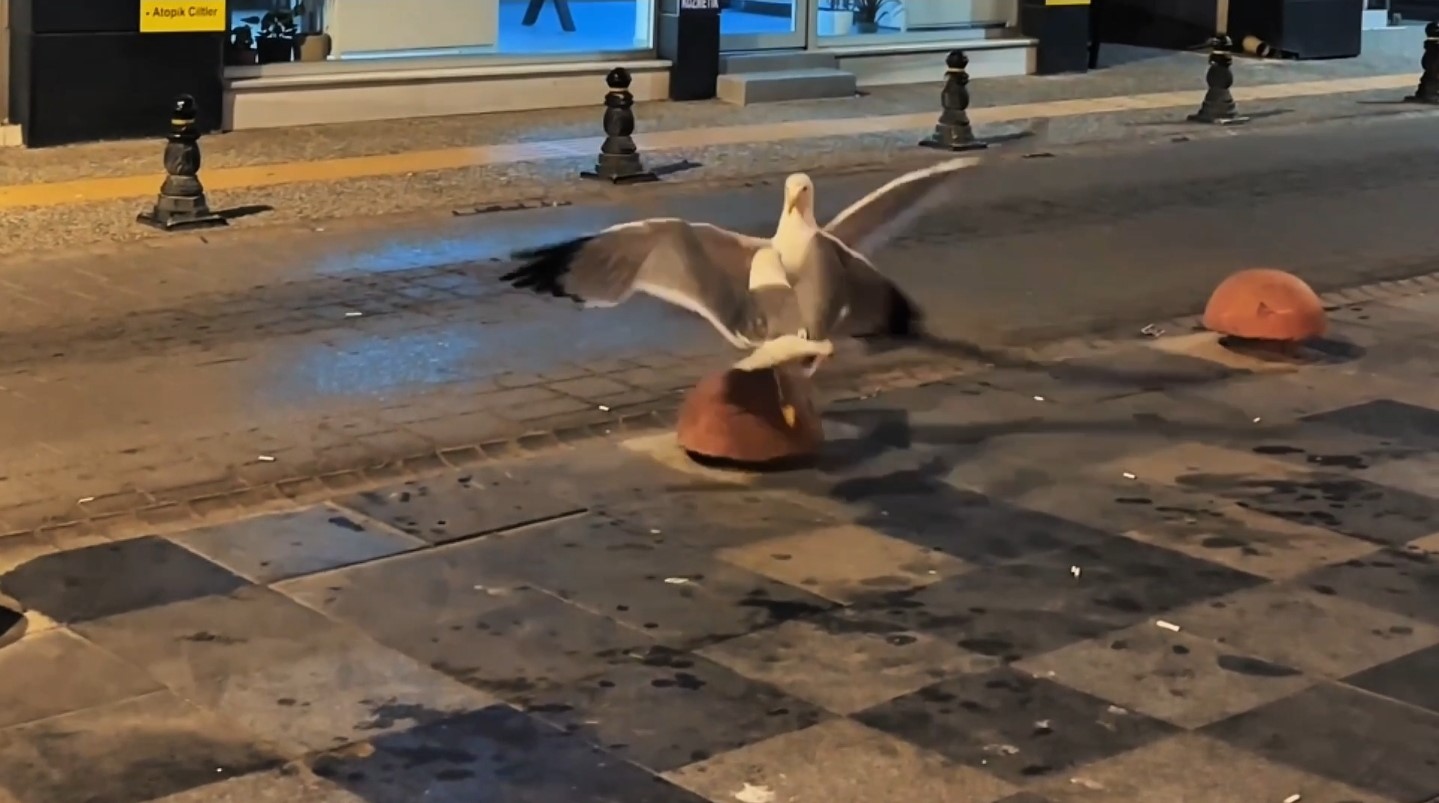 Sinop’ta martıların kavga anı kamerada
