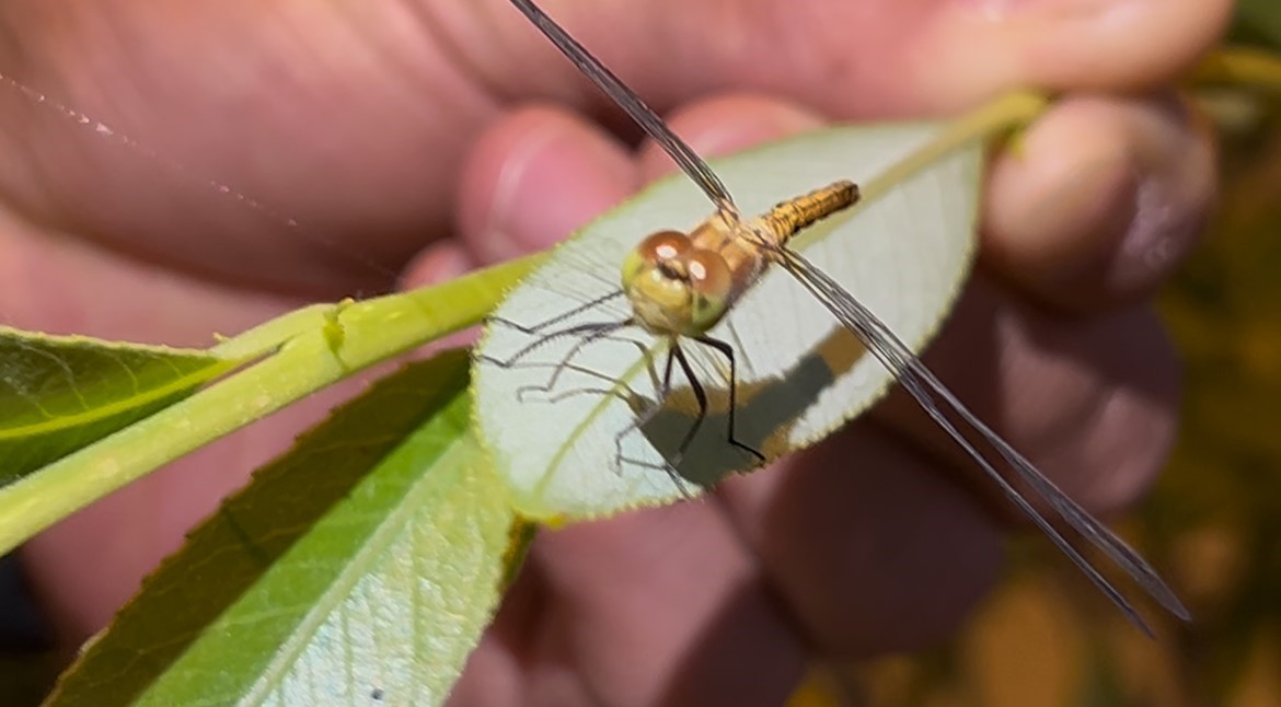 Diyadin’de doğanın objektife yansıyan zarafeti