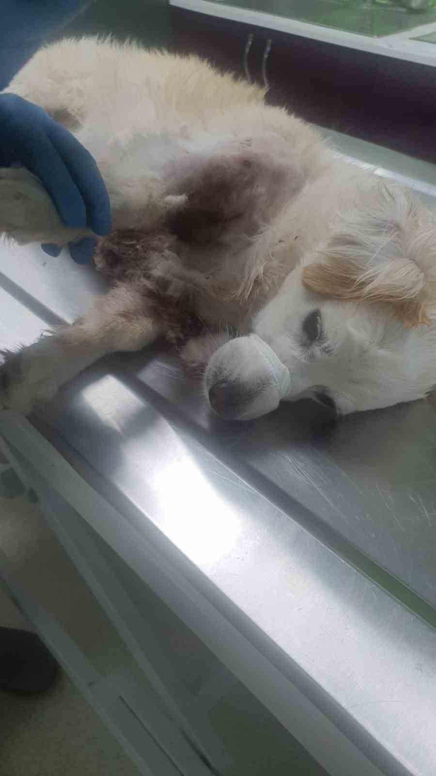 Bursa’da kangal dehşeti...O anlar kamerada