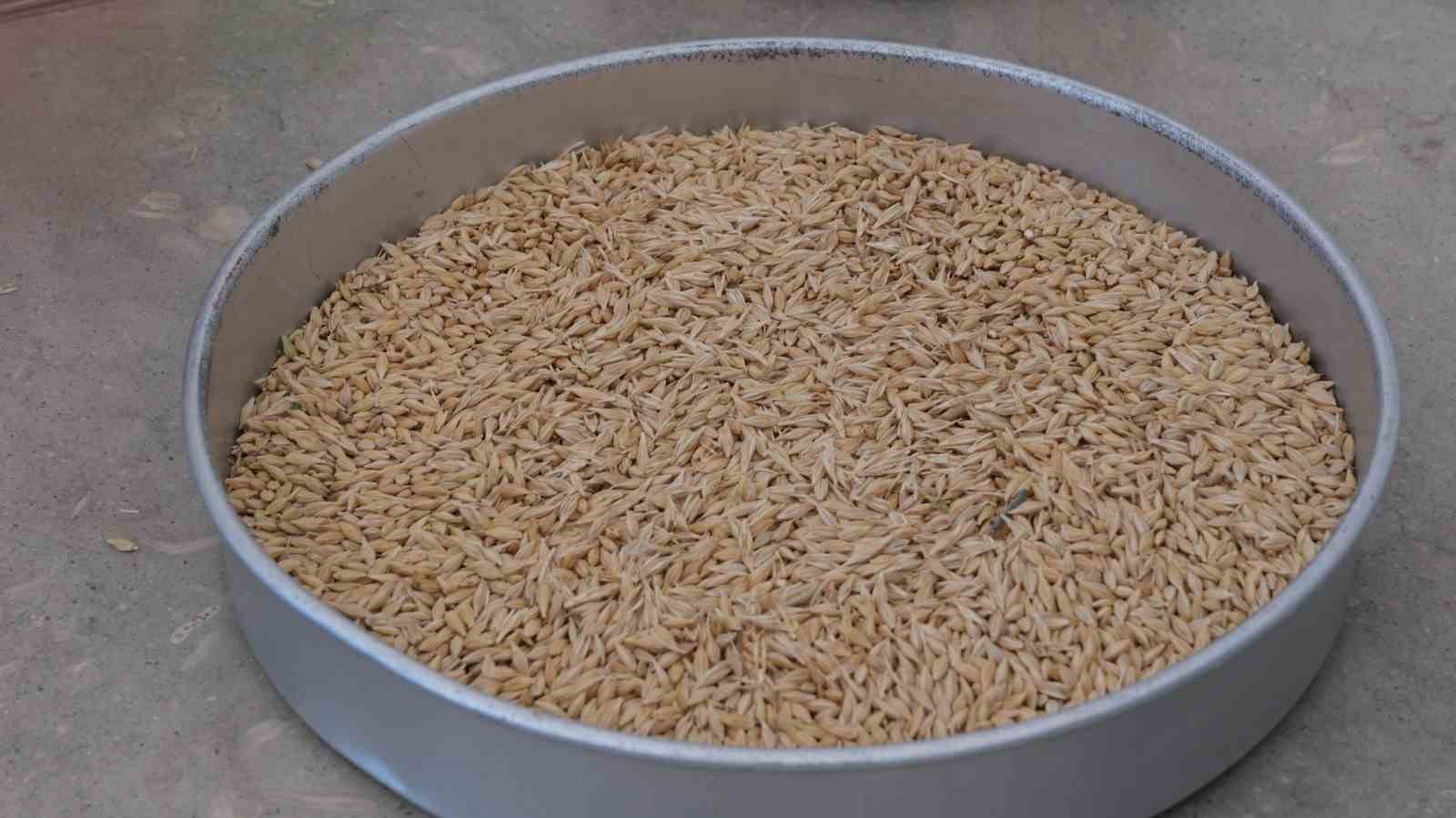Erzincan’da hububatta ilk hasat başladı

