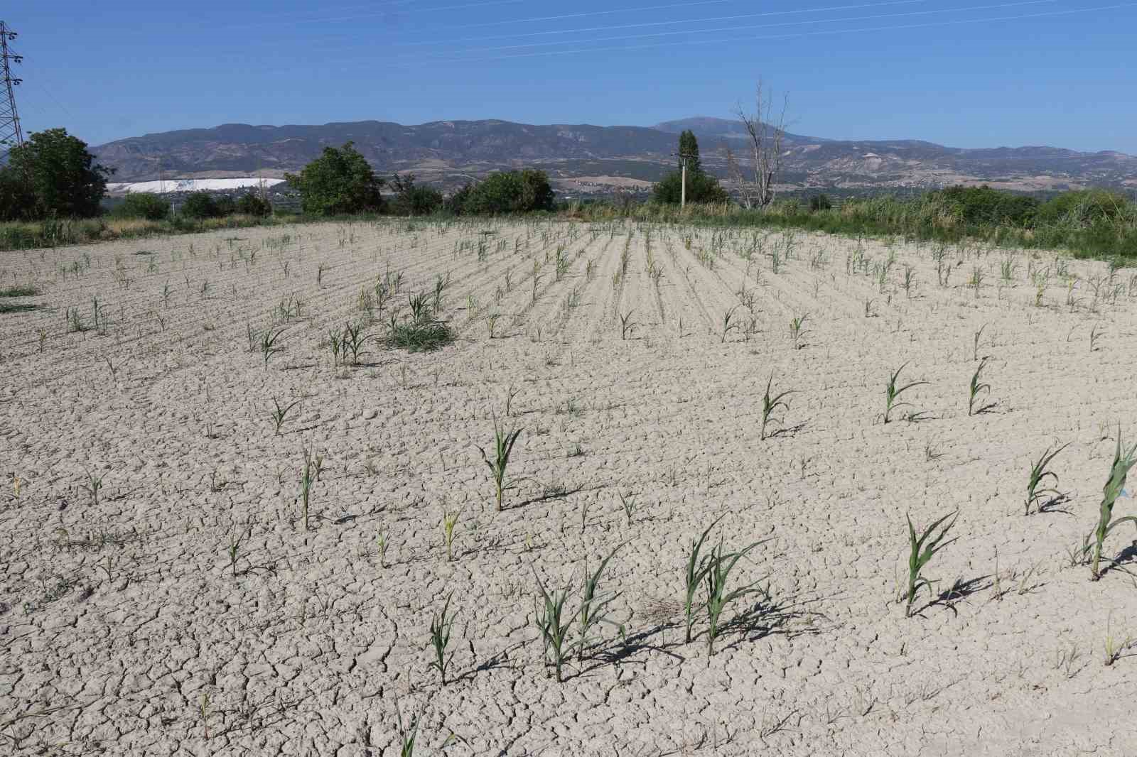 Denizli DESKİ’den su kullanan çiftçinin 5 bin dönüme ektiği mahsulleri kurudu