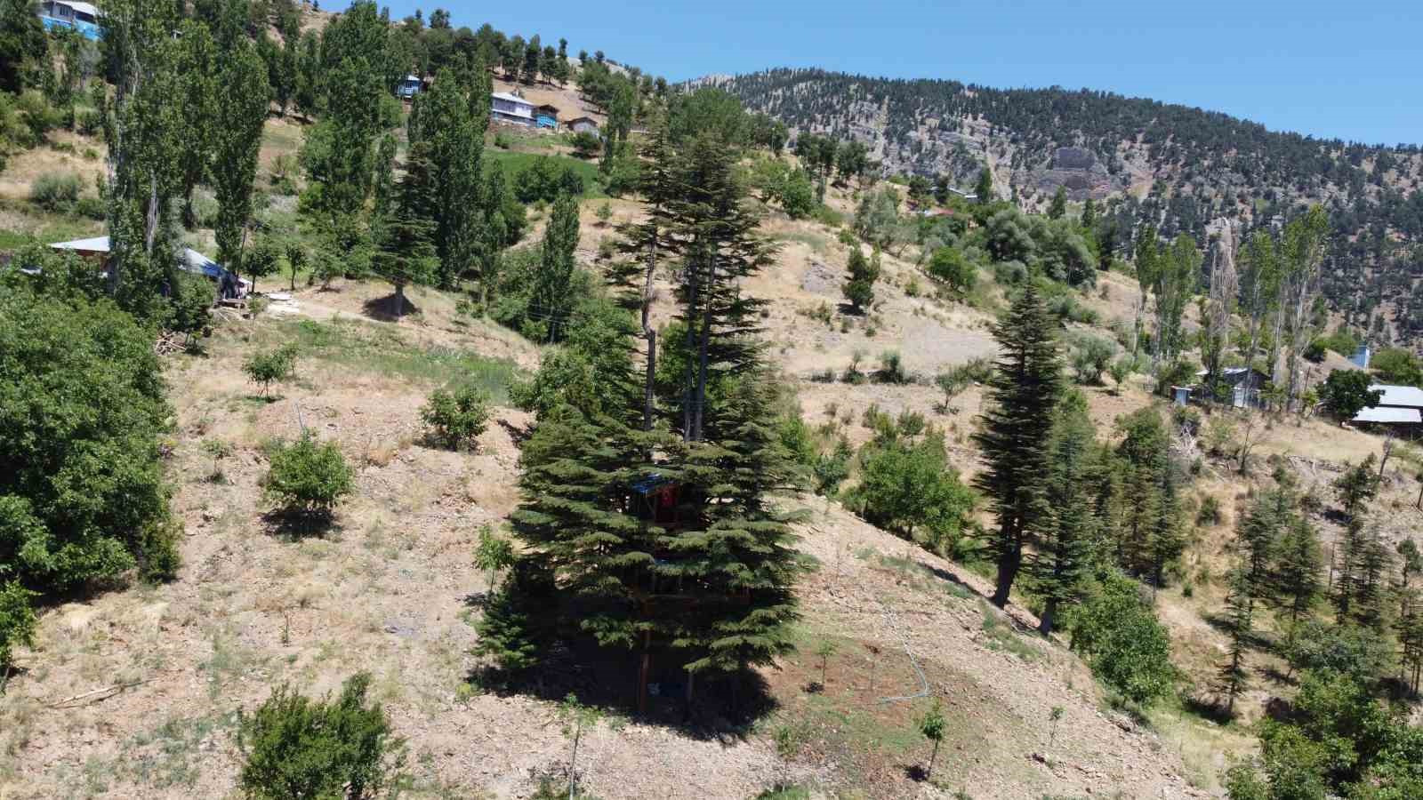 Sedir ağacına ’masal diyarı’ evi yaptılar