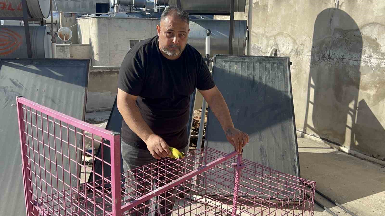 Çatılara kurulan kafeste işe yaramadı, firari maymun hala yakalanamadı